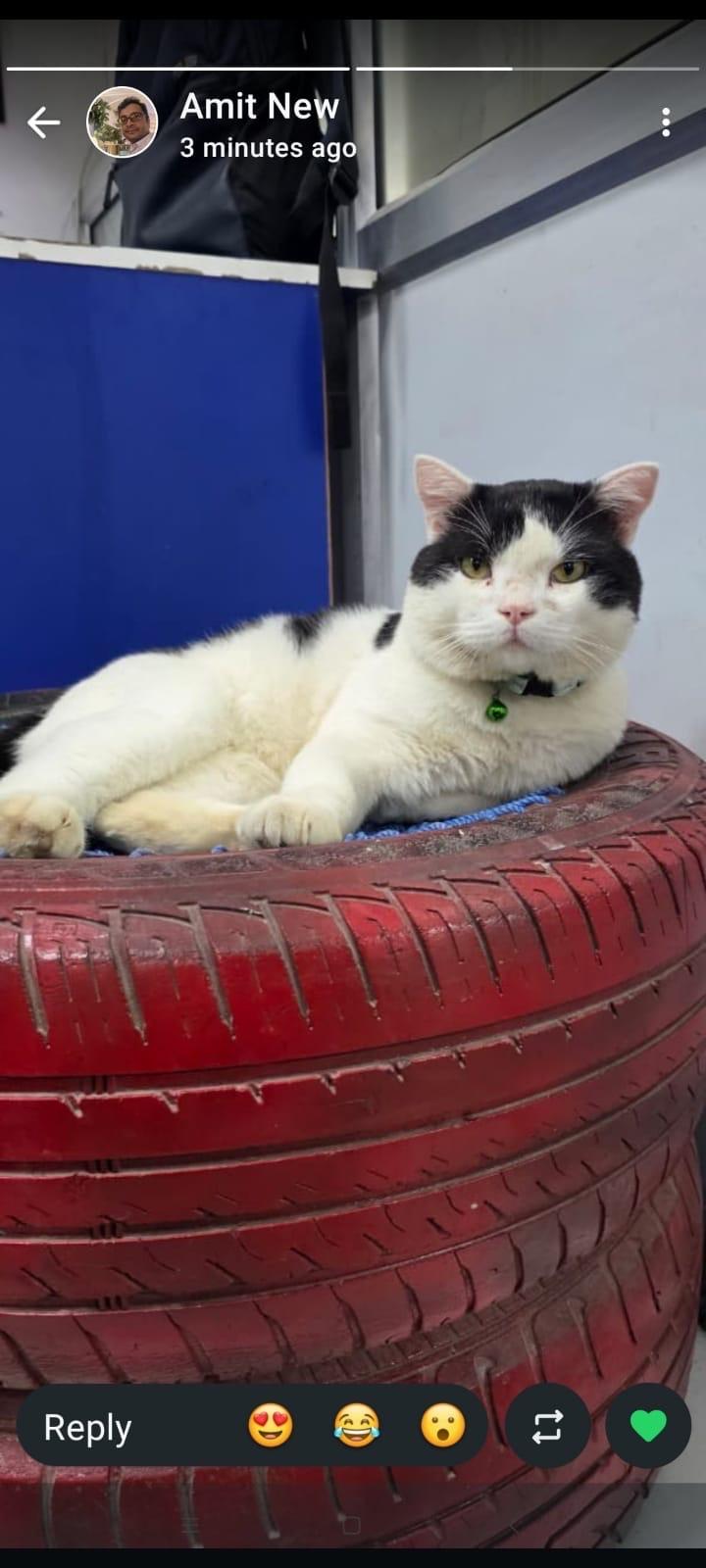 Save Laddu, a cat abandoned by the family who bought him — Delhi NCR
