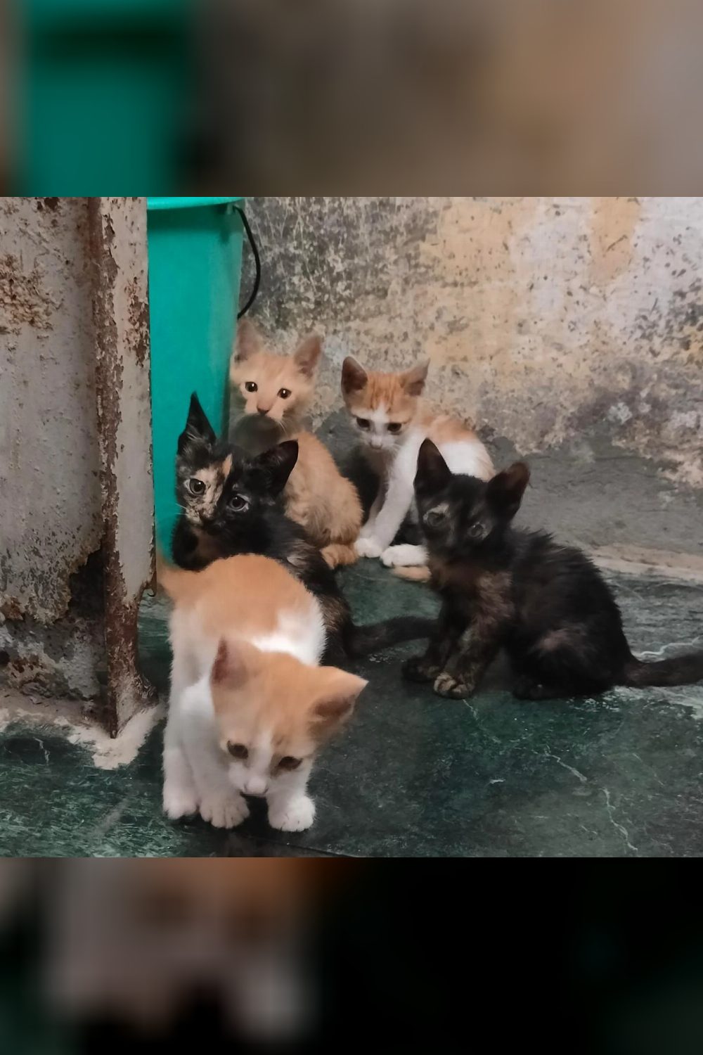 These 5 kittens in a dangerous spot need a safe home — Delhi NCR