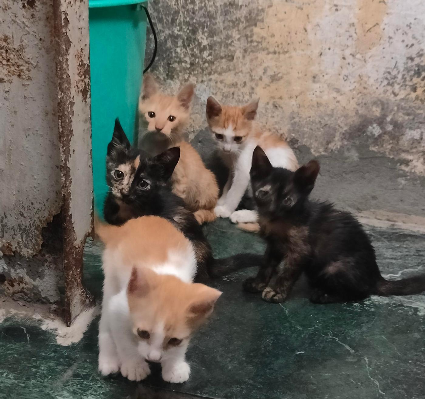 These 5 kittens in a dangerous spot need a safe home — Delhi NCR