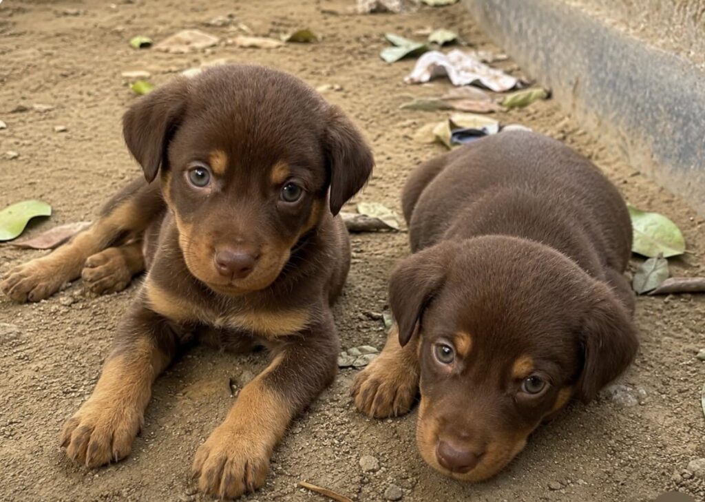 One of two 20-day-old Indie puppies up for adoption in Faridabad, Delhi NCR