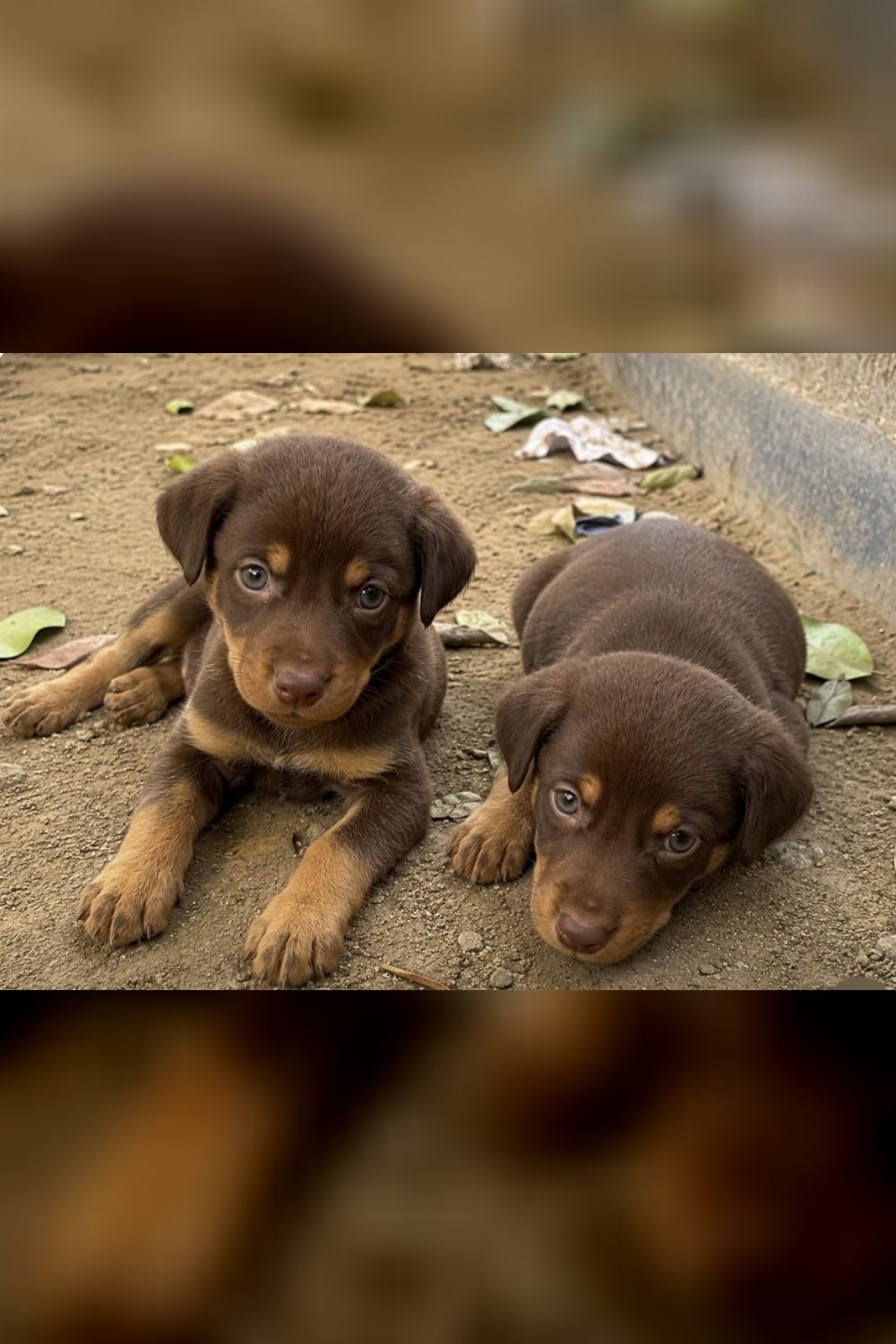 Two 20-day-old Indie puppies for adoption in Faridabad — Delhi NCR