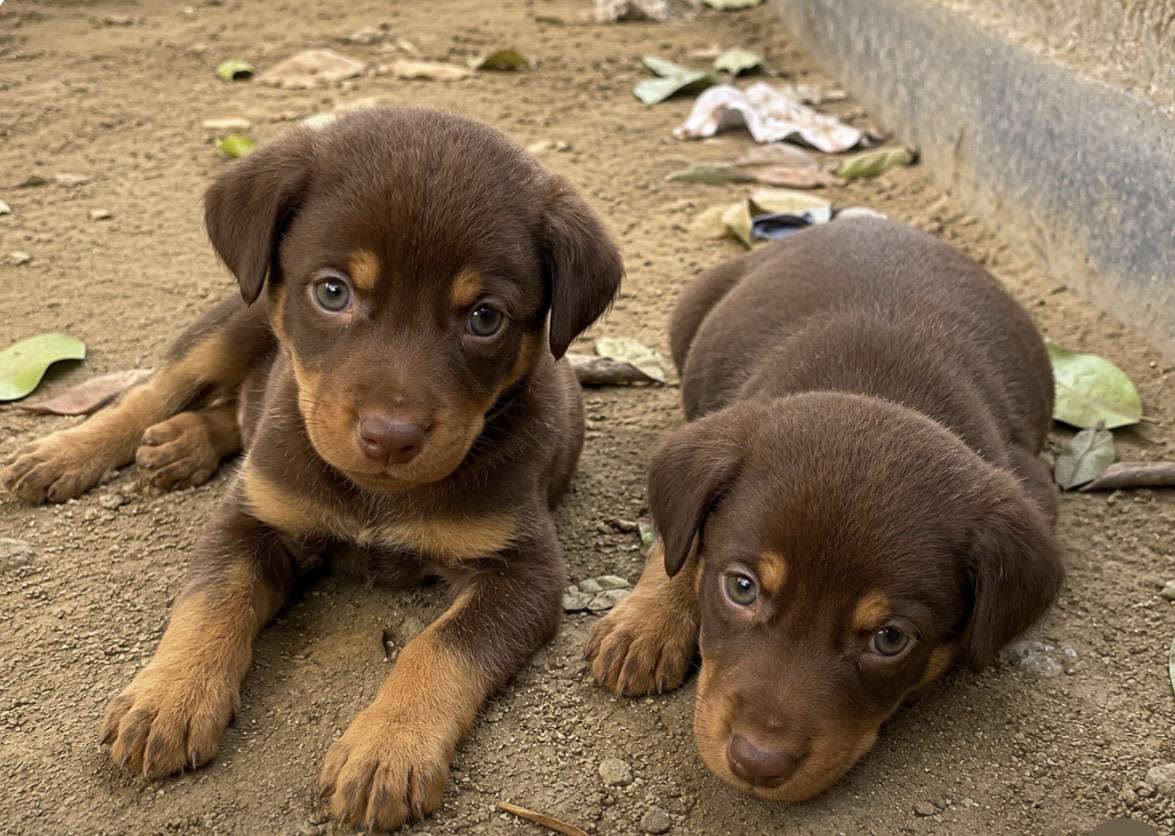 Two 20-day-old Indie puppies for adoption in Faridabad — Delhi NCR