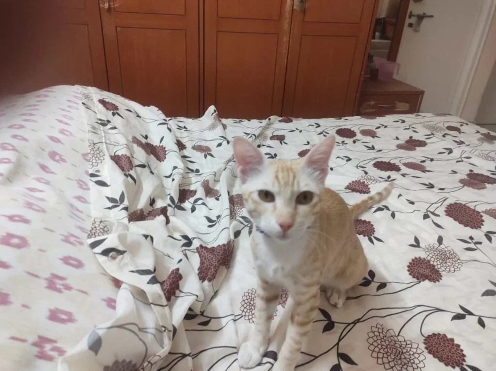 7 month old neutered kitten available for adoption - kitten in Bengaluru