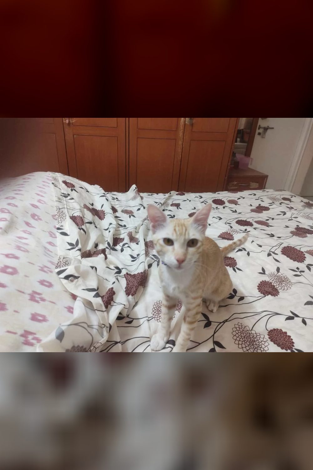 7 month old neutered kitten available for adoption — Bengaluru