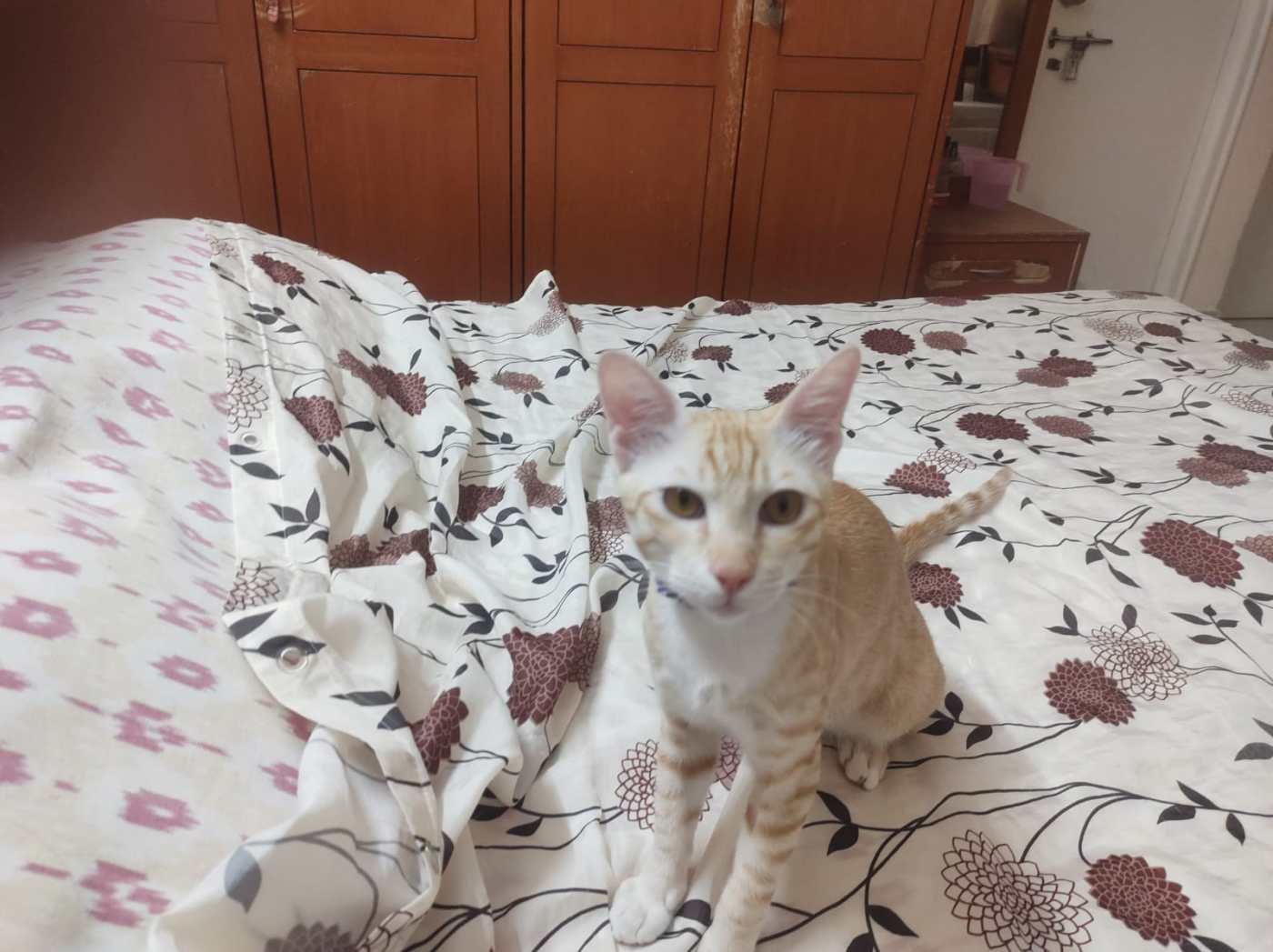 7 month old neutered kitten available for adoption — Bengaluru