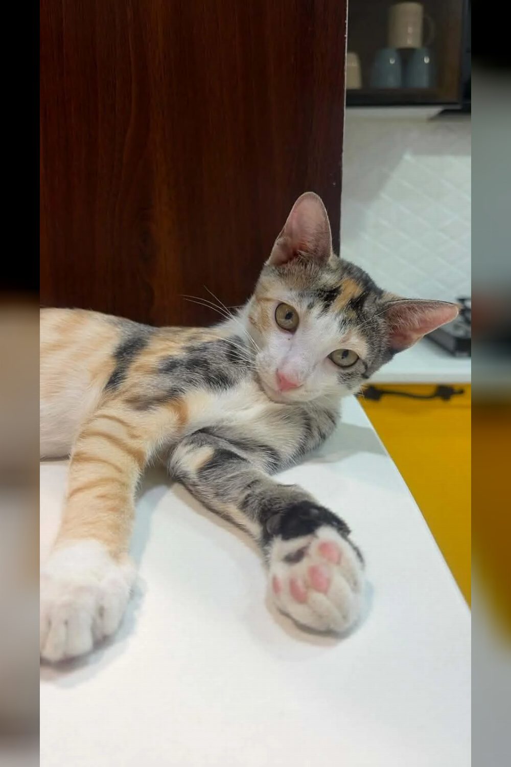 Adopt Hari and Shree — Delhi NCR