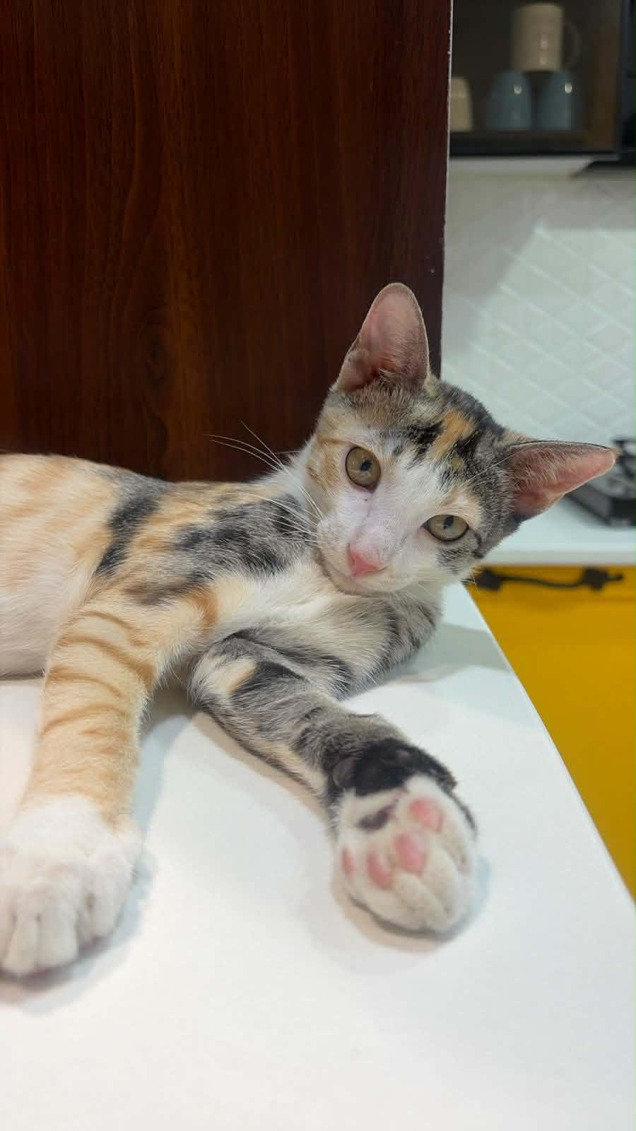 Adopt Hari and Shree — Delhi NCR