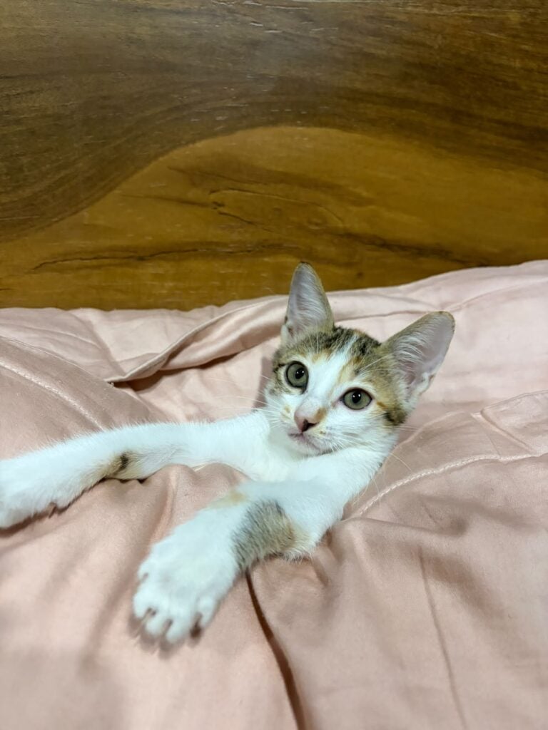 Luna, a 2-month-old kitten up for adoption in Delhi NCR