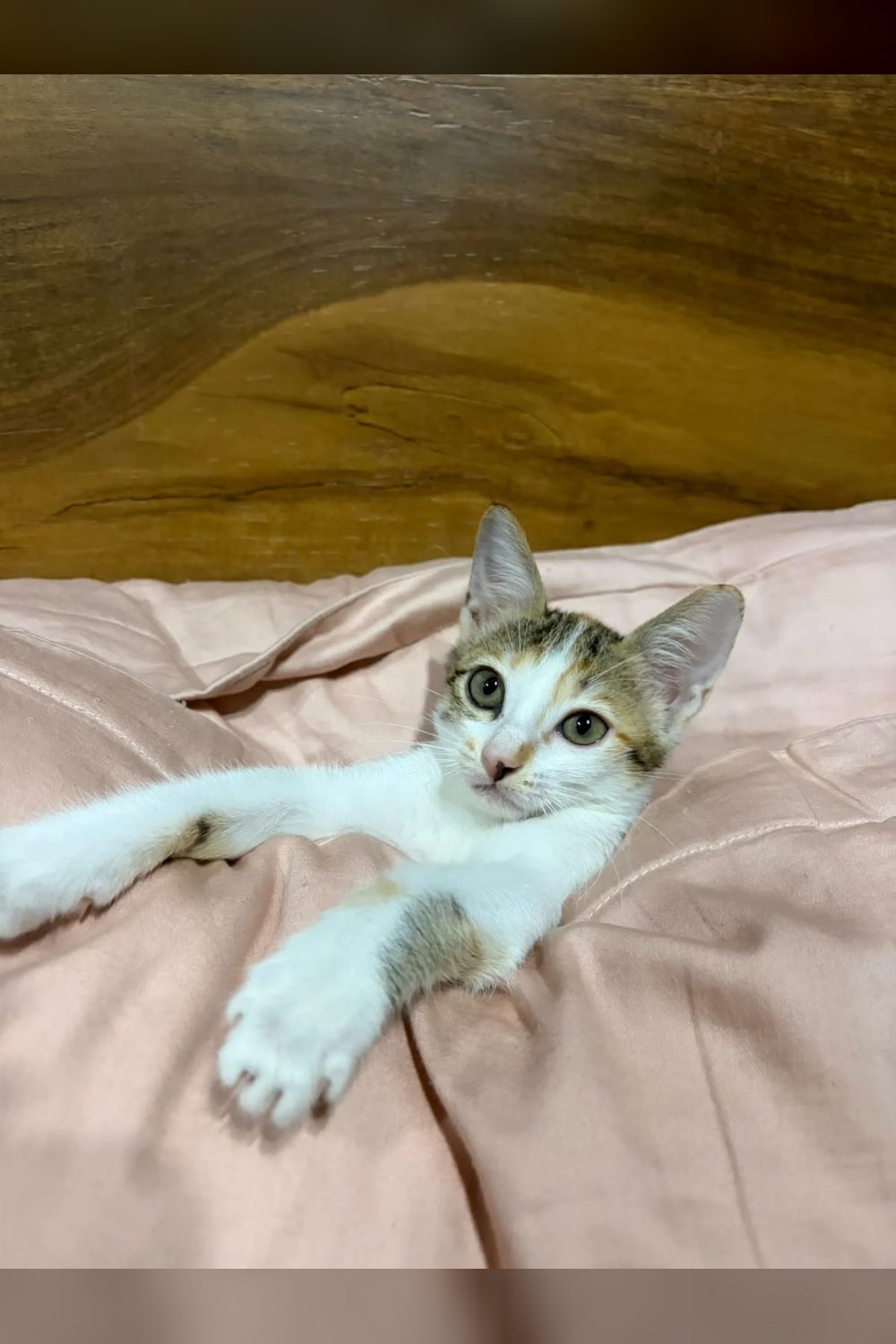 Adopt Luna, an urgent 2-month-old kitten — Delhi NCR