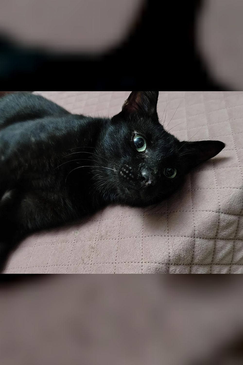 Please give Misty a chance — Delhi NCR
