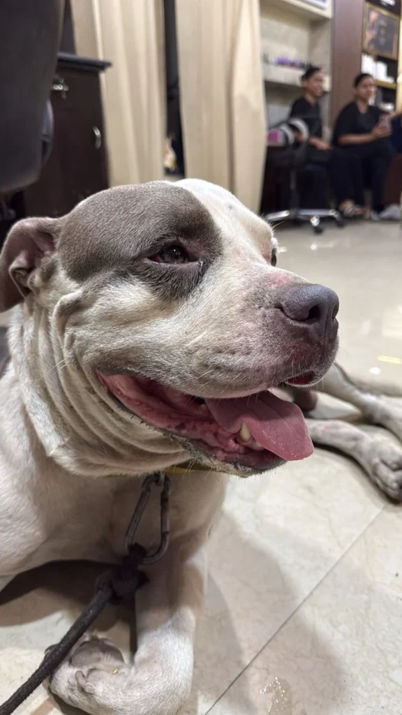 Abandoned boy looking for a loving home - pet for adoption in Delhi NCR