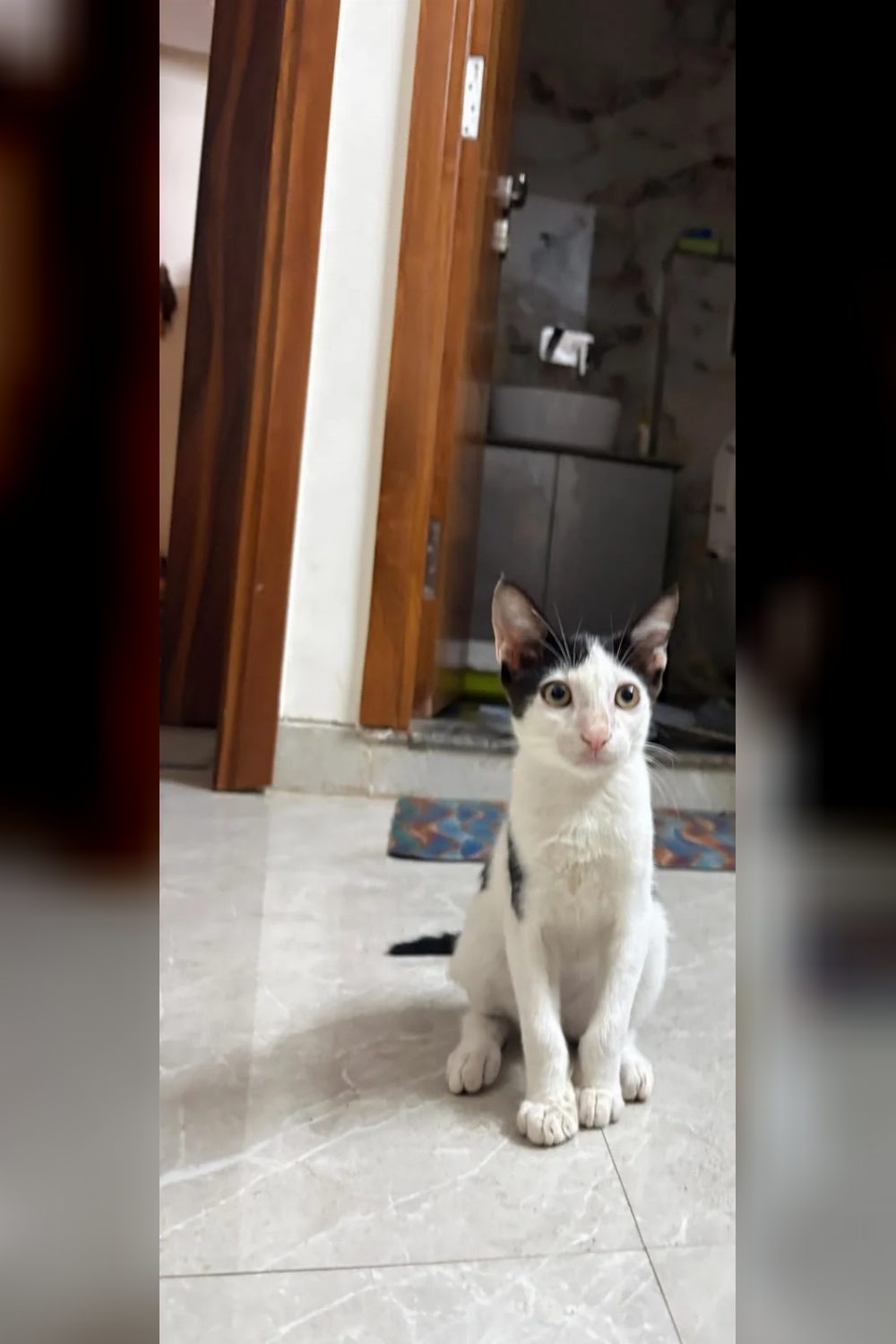 Adopt Oreo, an energetic 2-month-old kitten — Delhi NCR