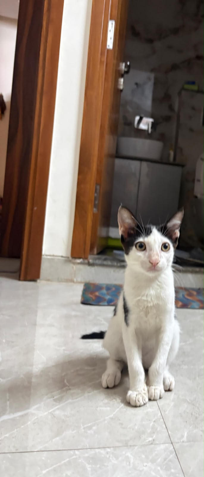 Adopt Oreo, an energetic 2-month-old kitten — Delhi NCR