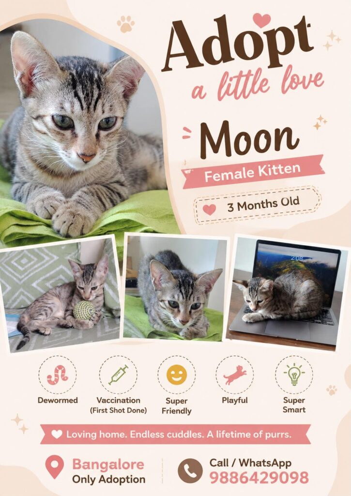 Adopt Moon - pet in Bengaluru
