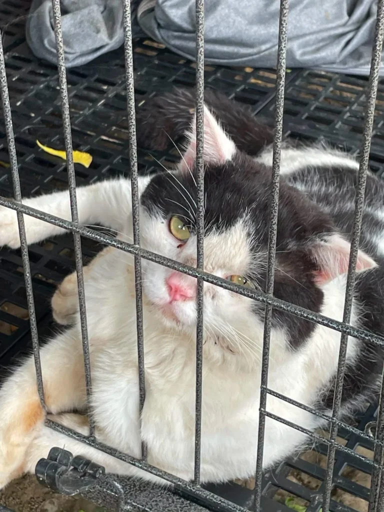 Hi! Please help find this 9 month old baby find a forever home! Location- NCR - pet for adoption in Delhi NCR