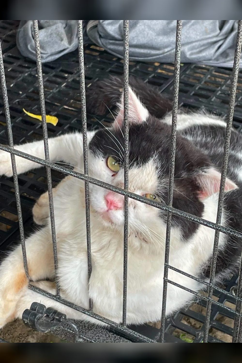 Please help find this 9 month old kitten find a forever home — Delhi NCR