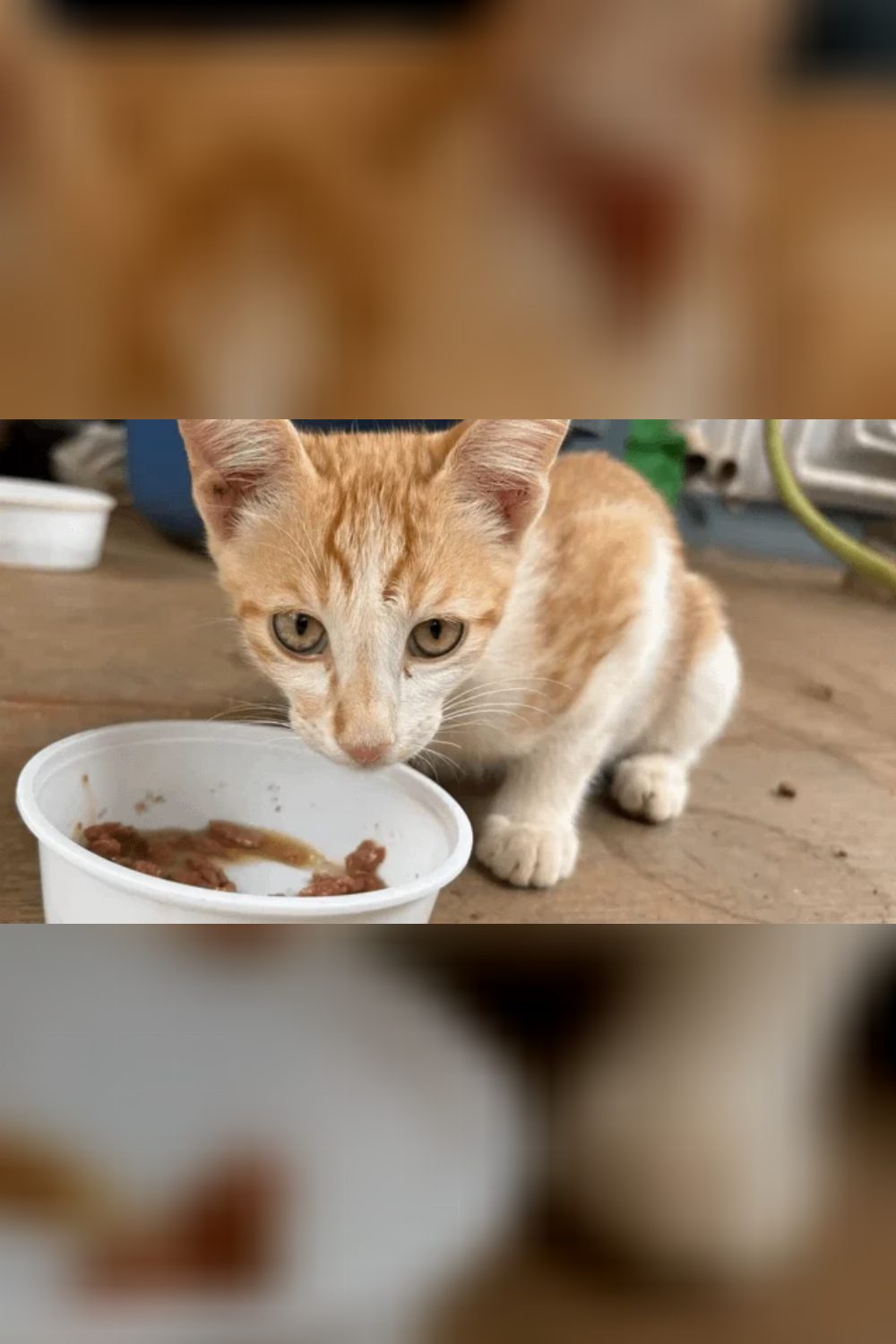 Adoption alert — Bengaluru