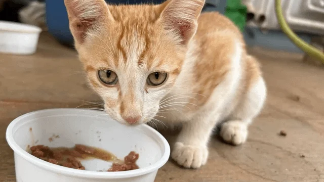 Adoption alert Bengaluru - pet in Bengaluru