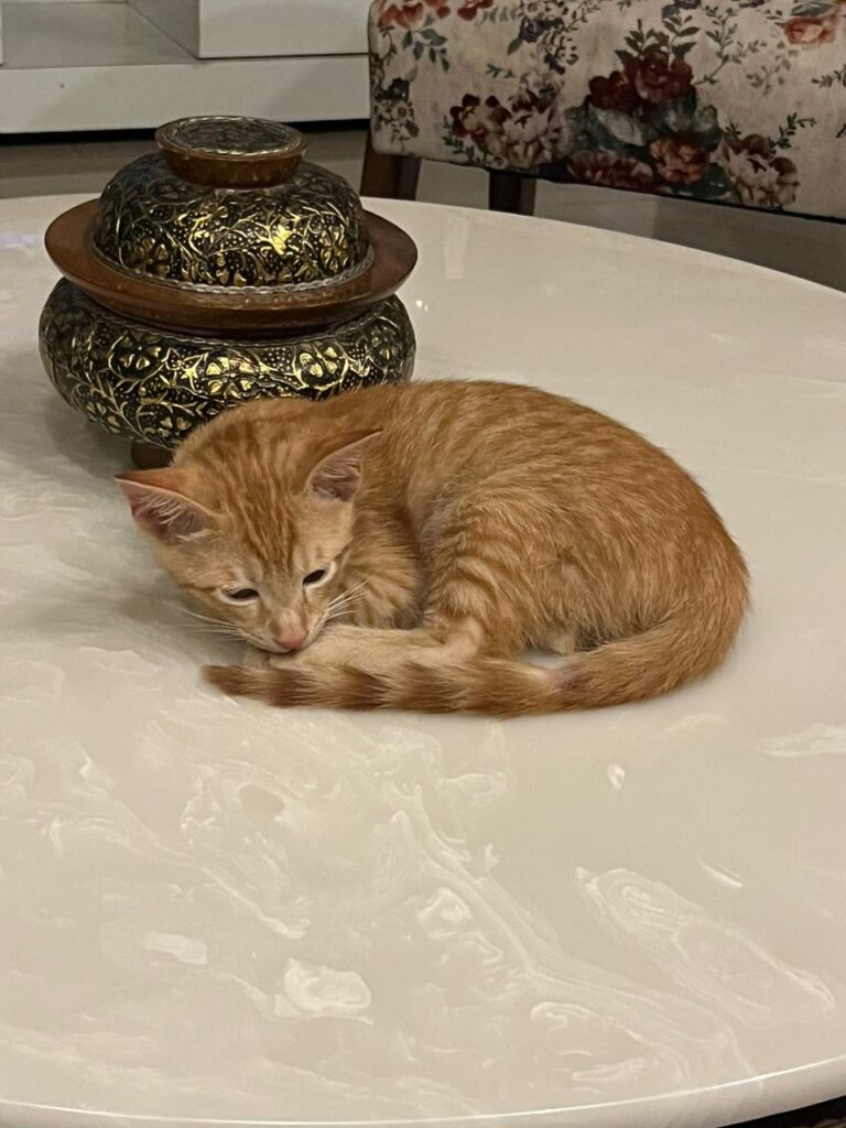Male Ginger Kitten for Adoption - kitten in Delhi NCR