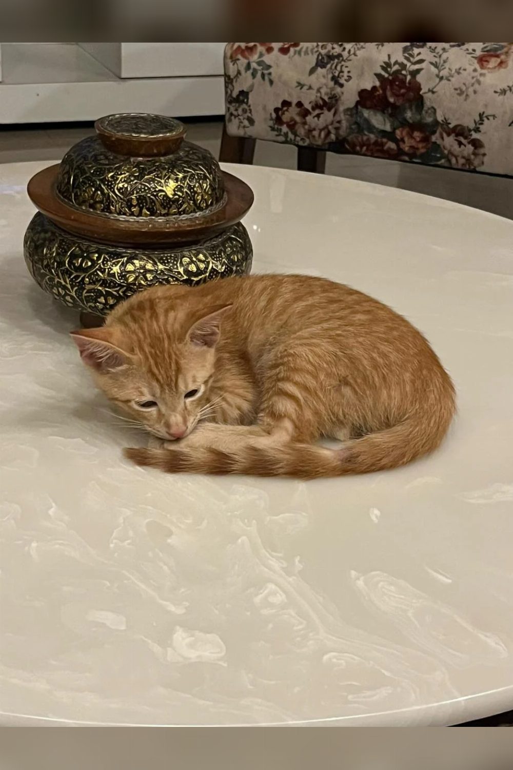 Male Ginger Kitten for Adoption — Delhi NCR