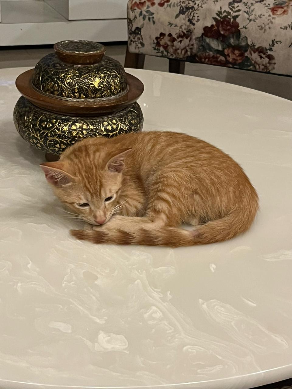 Male Ginger Kitten for Adoption — Delhi NCR