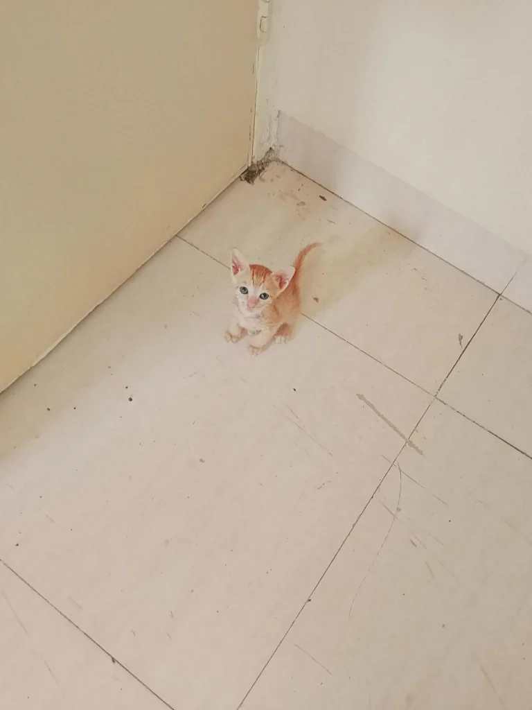 Ginger kitten looking for new home in Mumbai - kitten for adoption in Mumbai