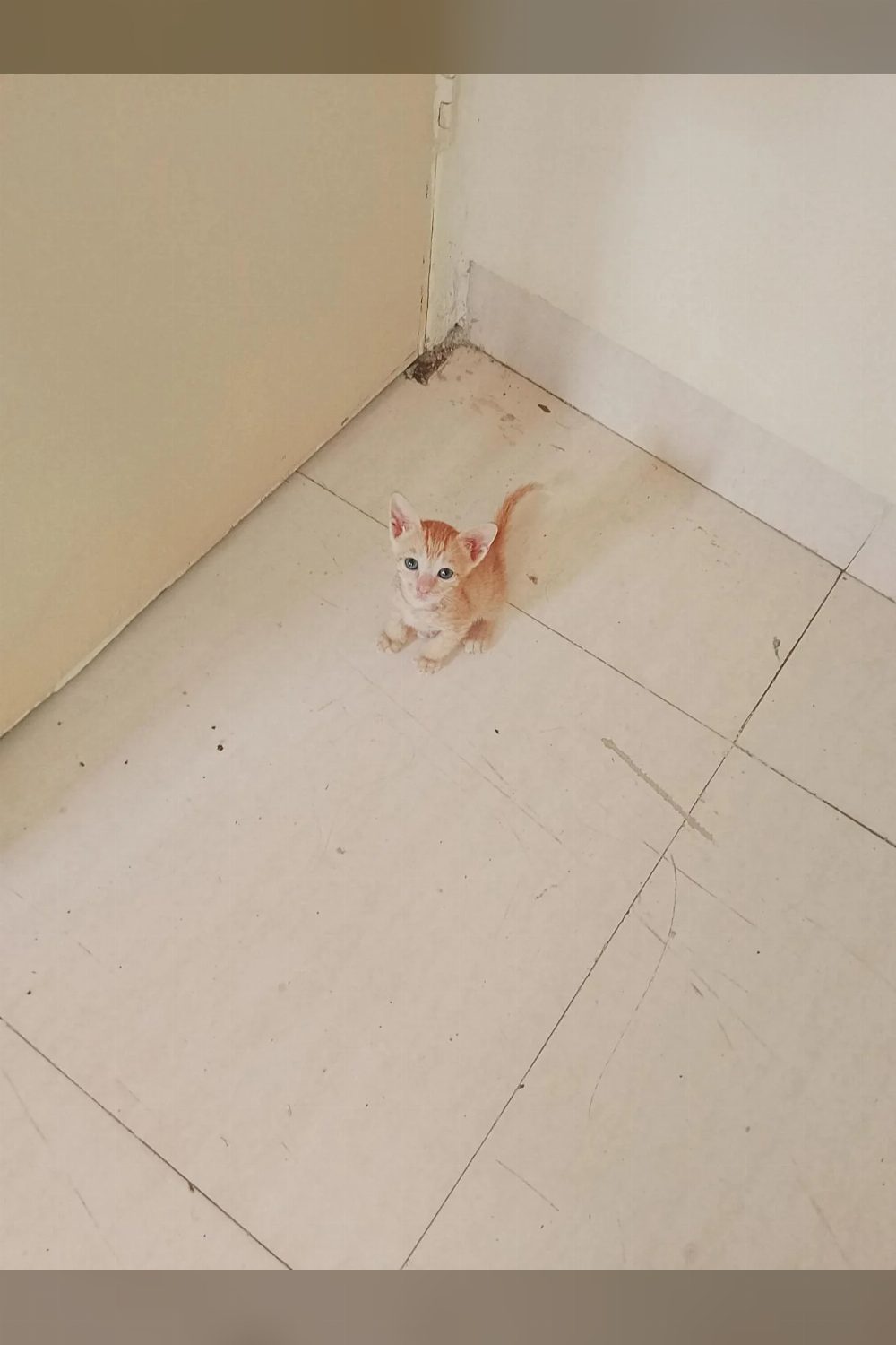 Ginger kitten looking for new home — Mumbai