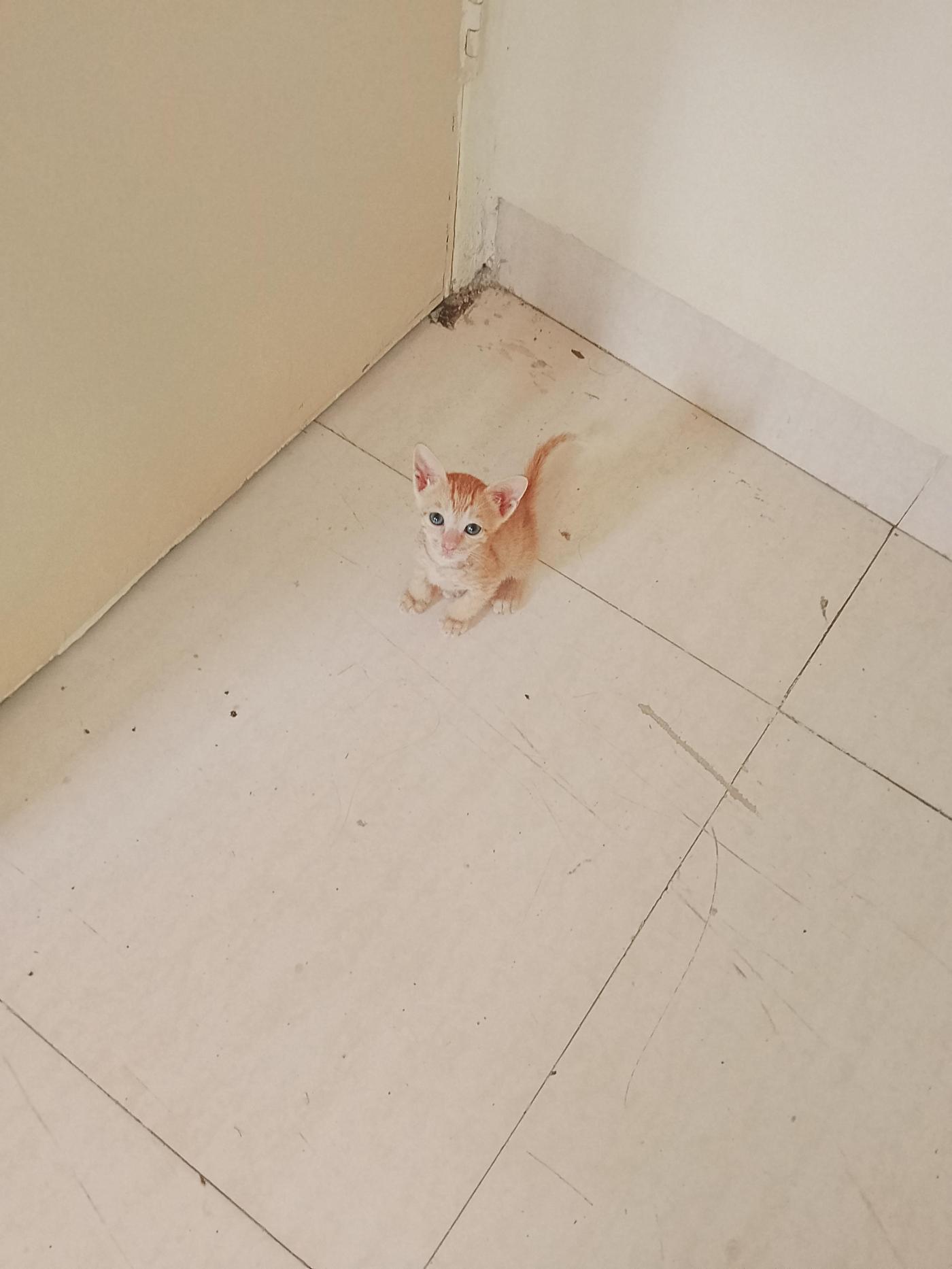 Ginger kitten looking for new home — Mumbai