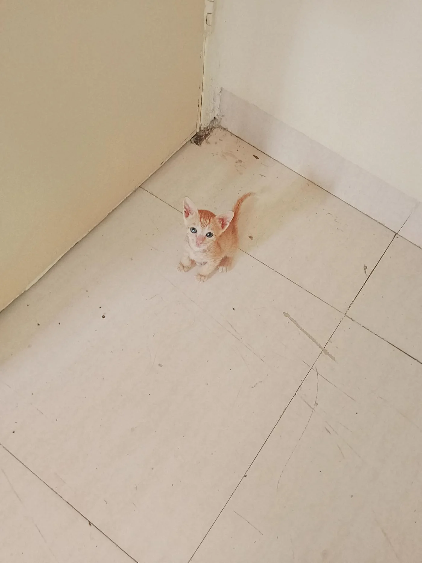 Ginger kitten looking for new home in Mumbai