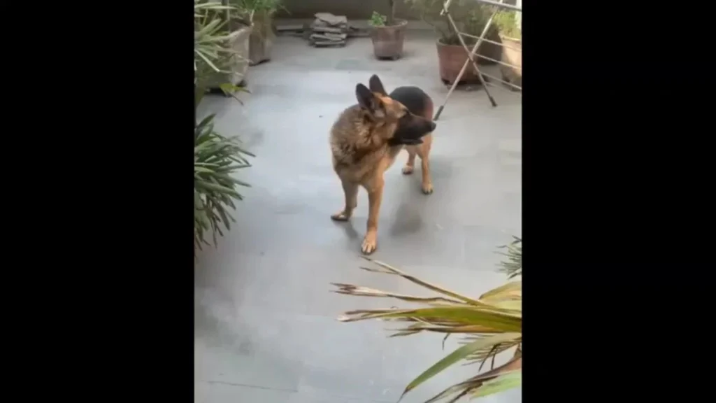Nico, a one-year-old German Shepherd needing a foster or forever home in Delhi NCR