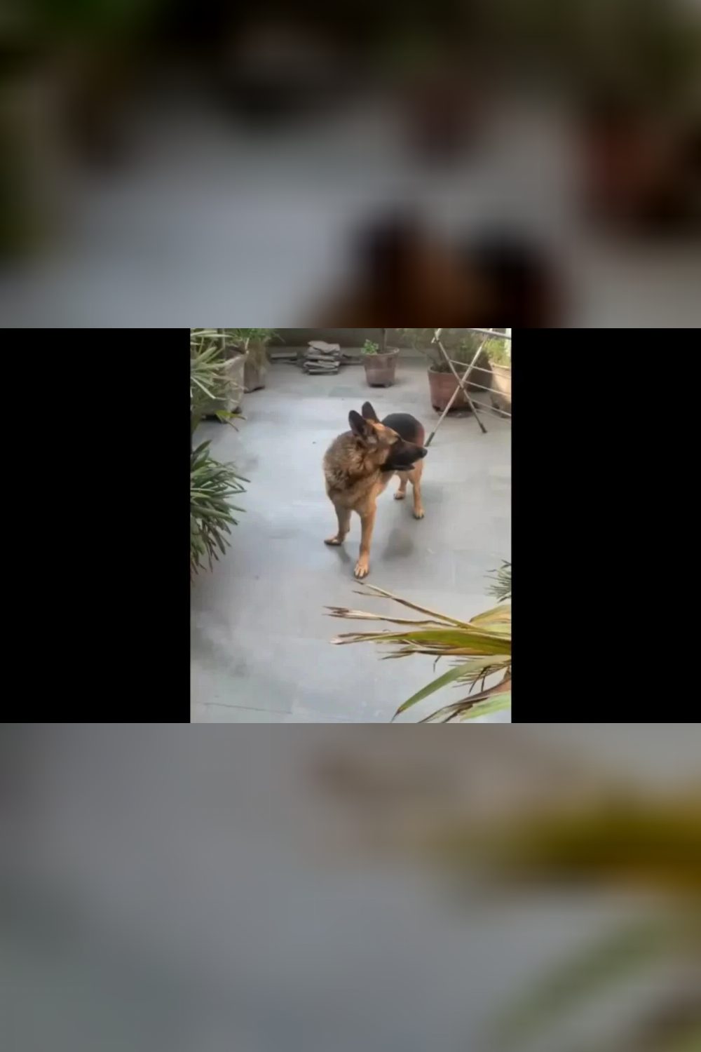 Meet Nico, a German Shepherd needing a foster or home — Delhi NCR