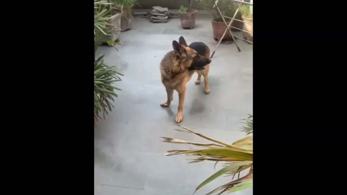 Meet Nico, a German Shepherd needing a foster or home — Delhi NCR