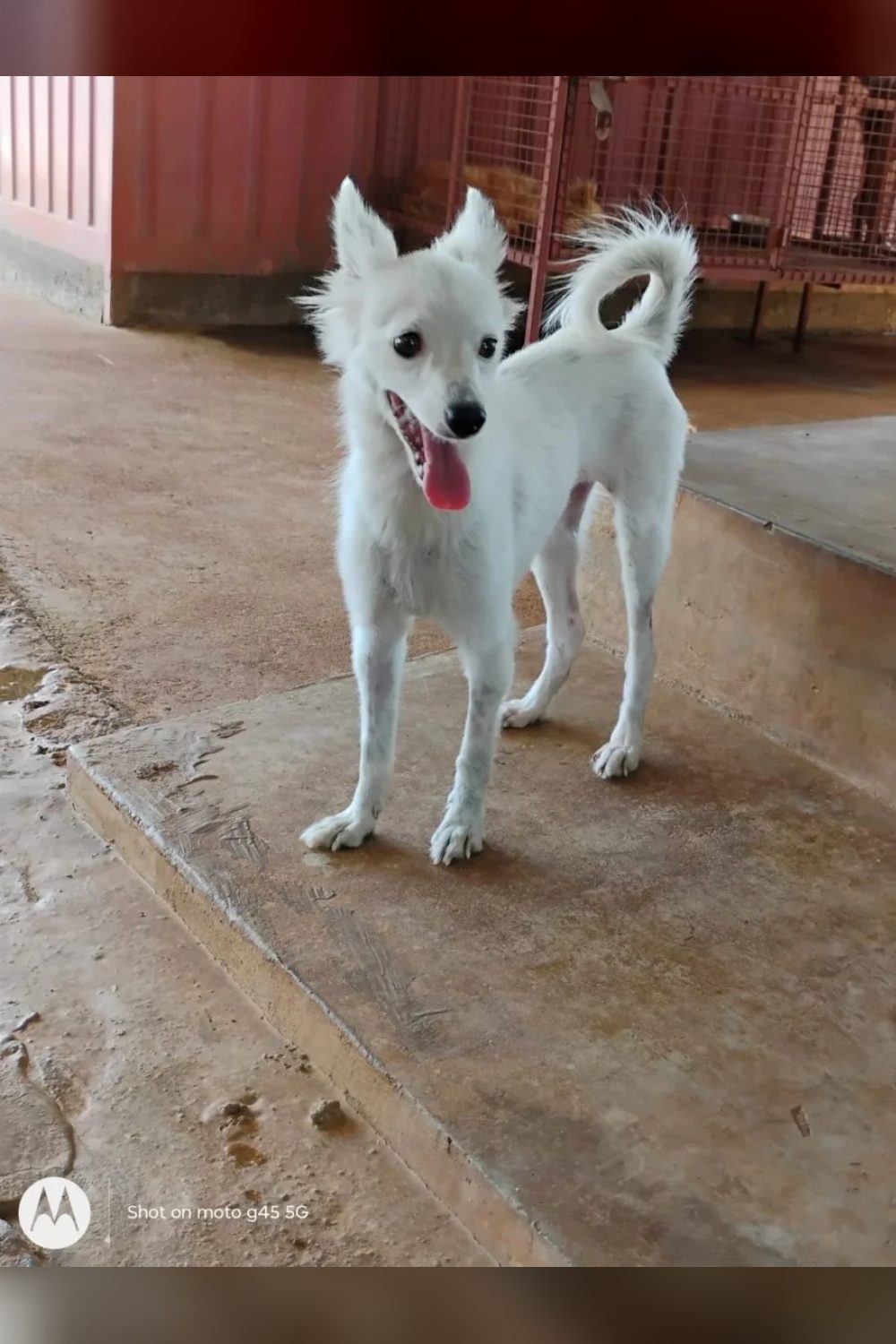 A white Indie survivor looking for a home — Bengaluru