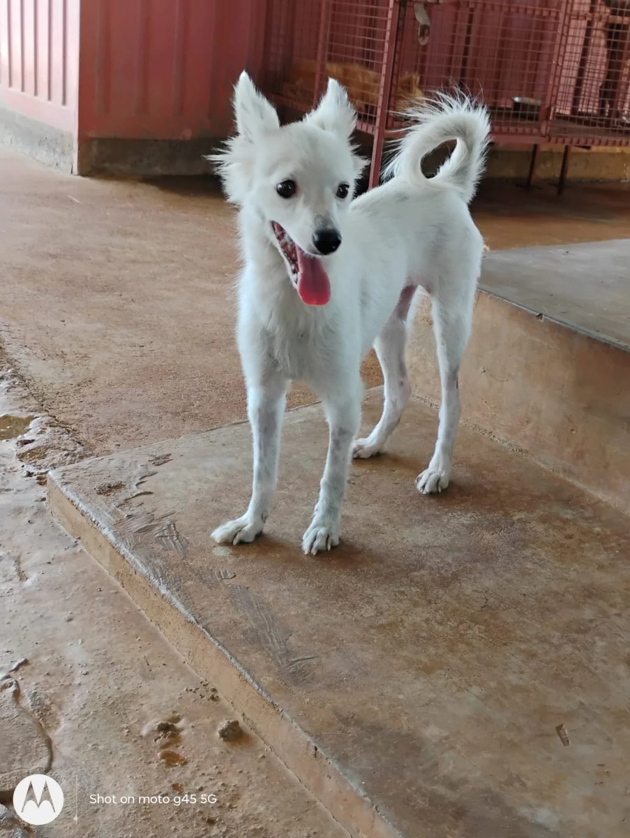 A white Indie survivor looking for a home — Bengaluru