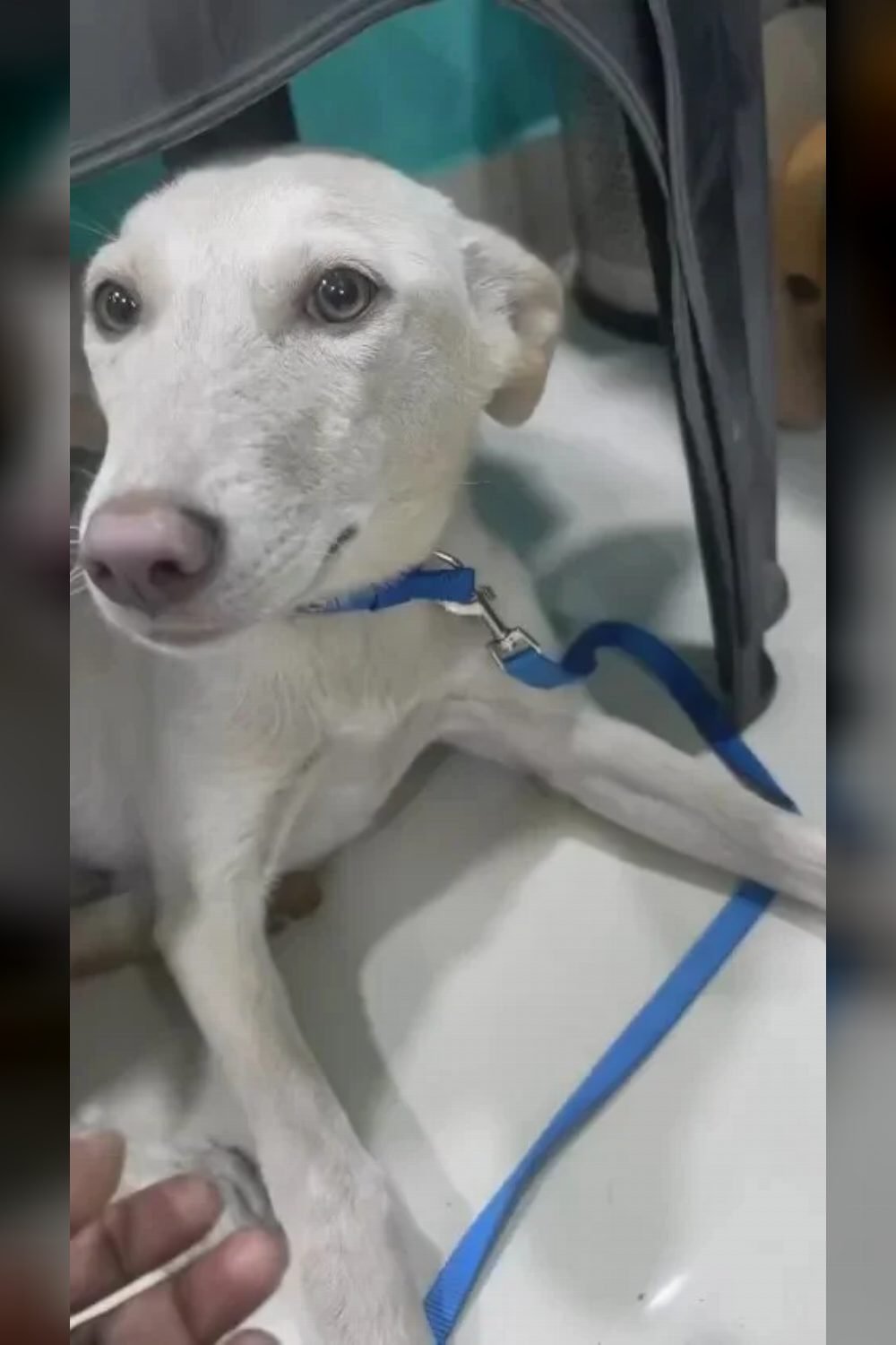 Meet Vanilla, a rescued Indie girl — Delhi NCR
