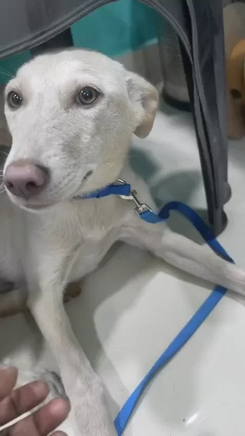 Vanilla, a six-month-old rescued Indie dog for adoption in Delhi NCR