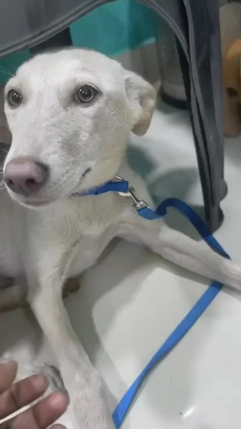 Vanilla, a six-month-old rescued Indie dog for adoption in Delhi NCR