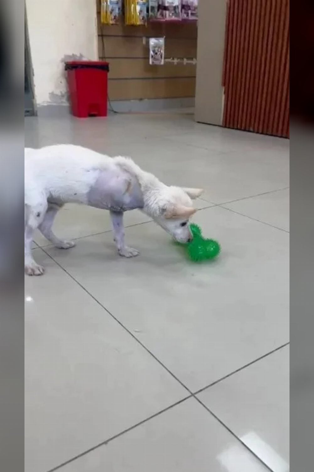 Meet Pucchu, a brave tripod Indie pup — Delhi NCR