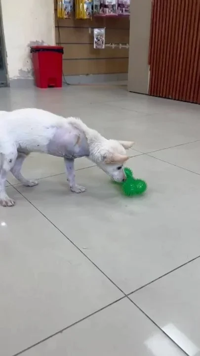 Pucchu, a 2.5-month-old three-legged Indie puppy for adoption in Delhi NCR