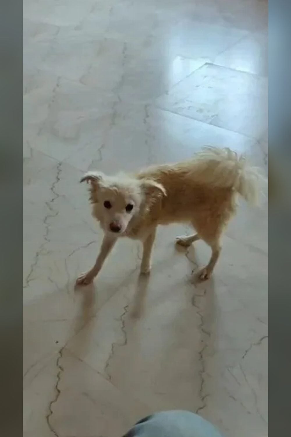 A rescued Pomeranian looking for a home — Varanasi