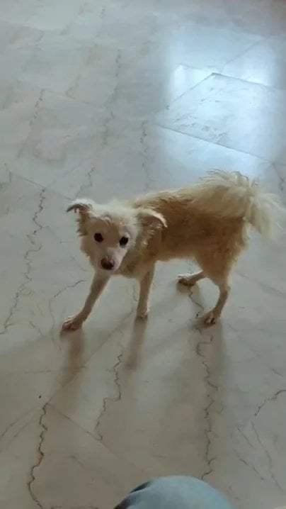 Rescued Pomeranian dog available for adoption in Varanasi