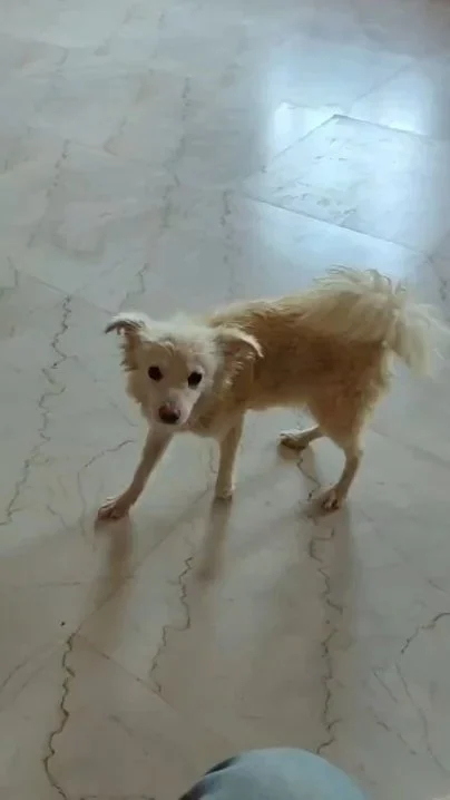 Rescued Pomeranian dog available for adoption in Varanasi
