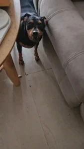A female Miniature Pinscher needs an active home in Kolkata