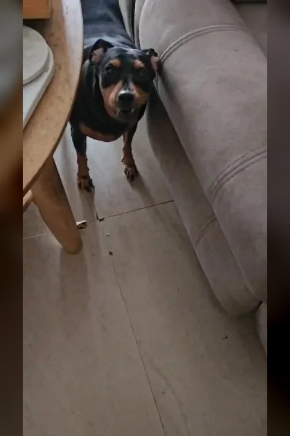A female Miniature Pinscher needs an active home — Kolkata