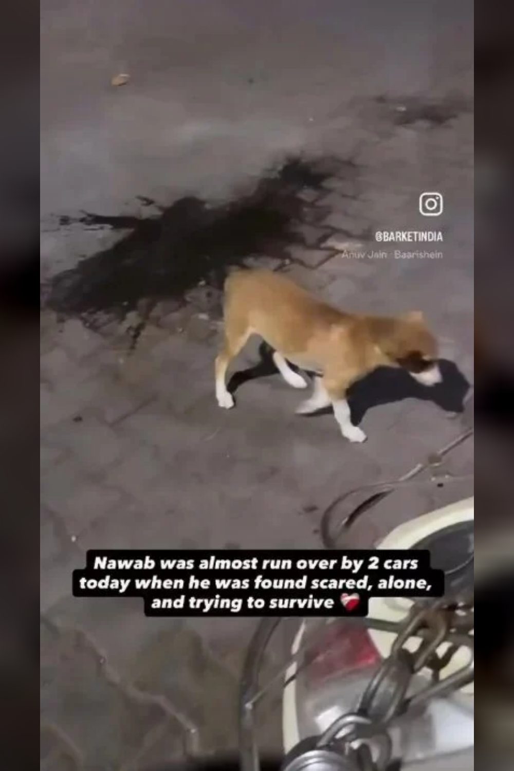 Meet Nawab, a rescued Indie pup — Delhi NCR
