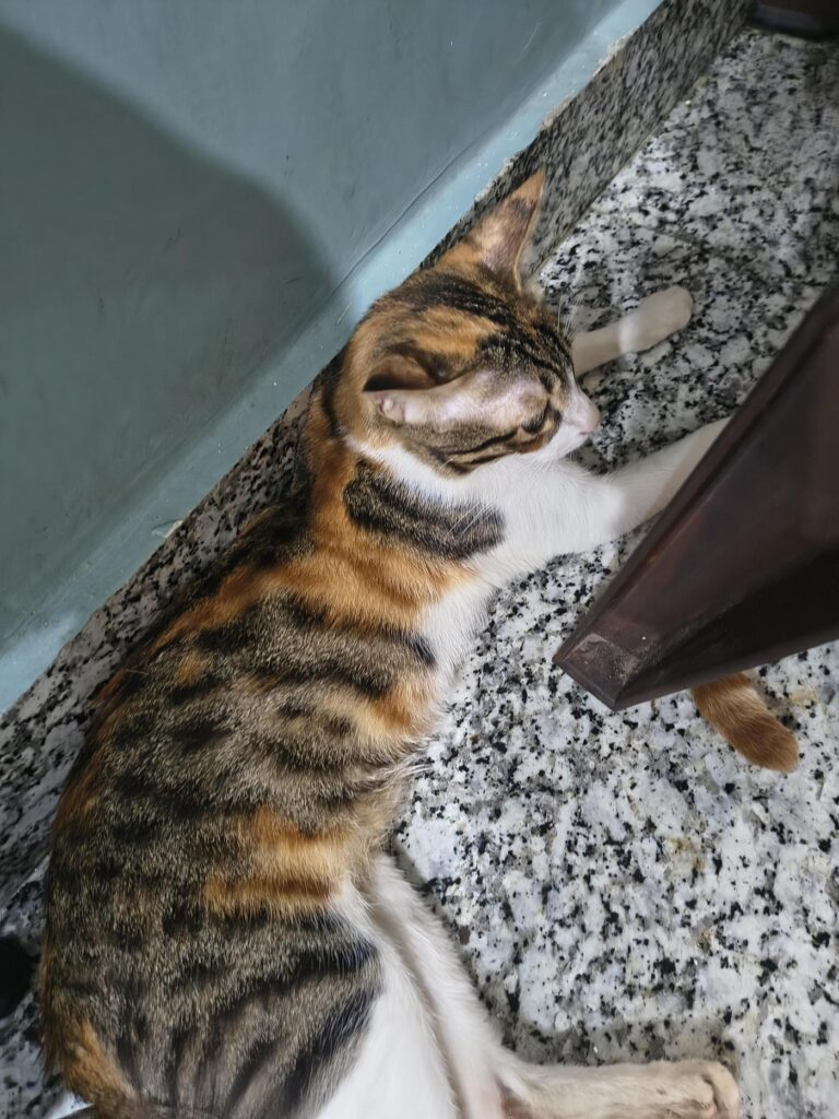 Adopt our 1 year old female cat Lucy...free of cost , call at 9911038639 for ... - kitten in Delhi NCR