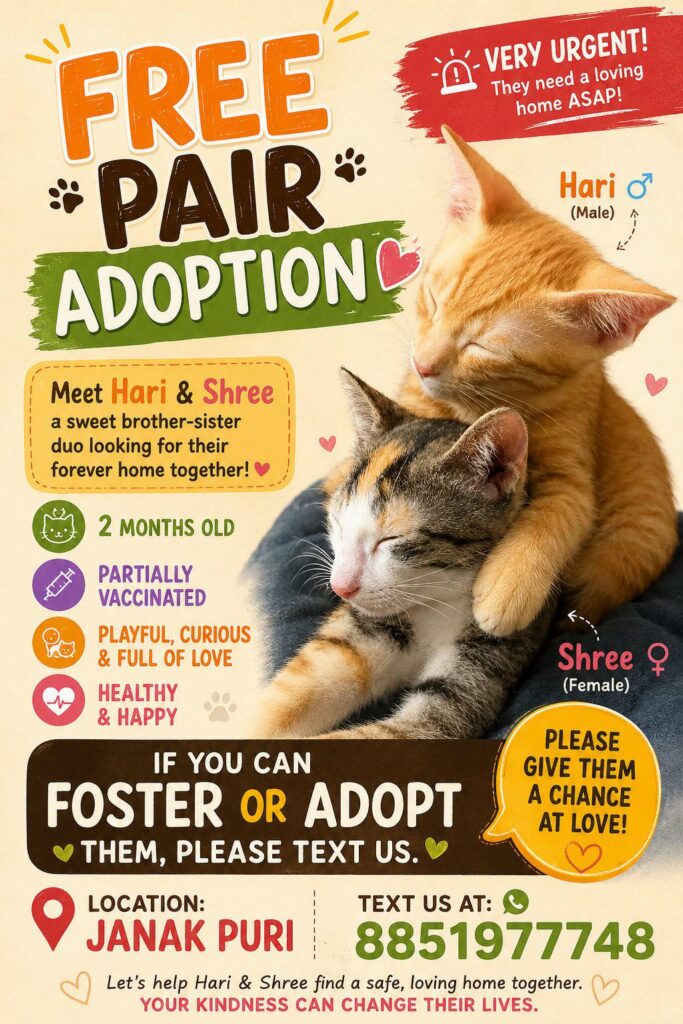 Adoption alert - pet in Delhi NCR