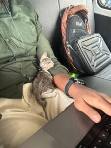 Urgent foster/adopter required in Chennai!