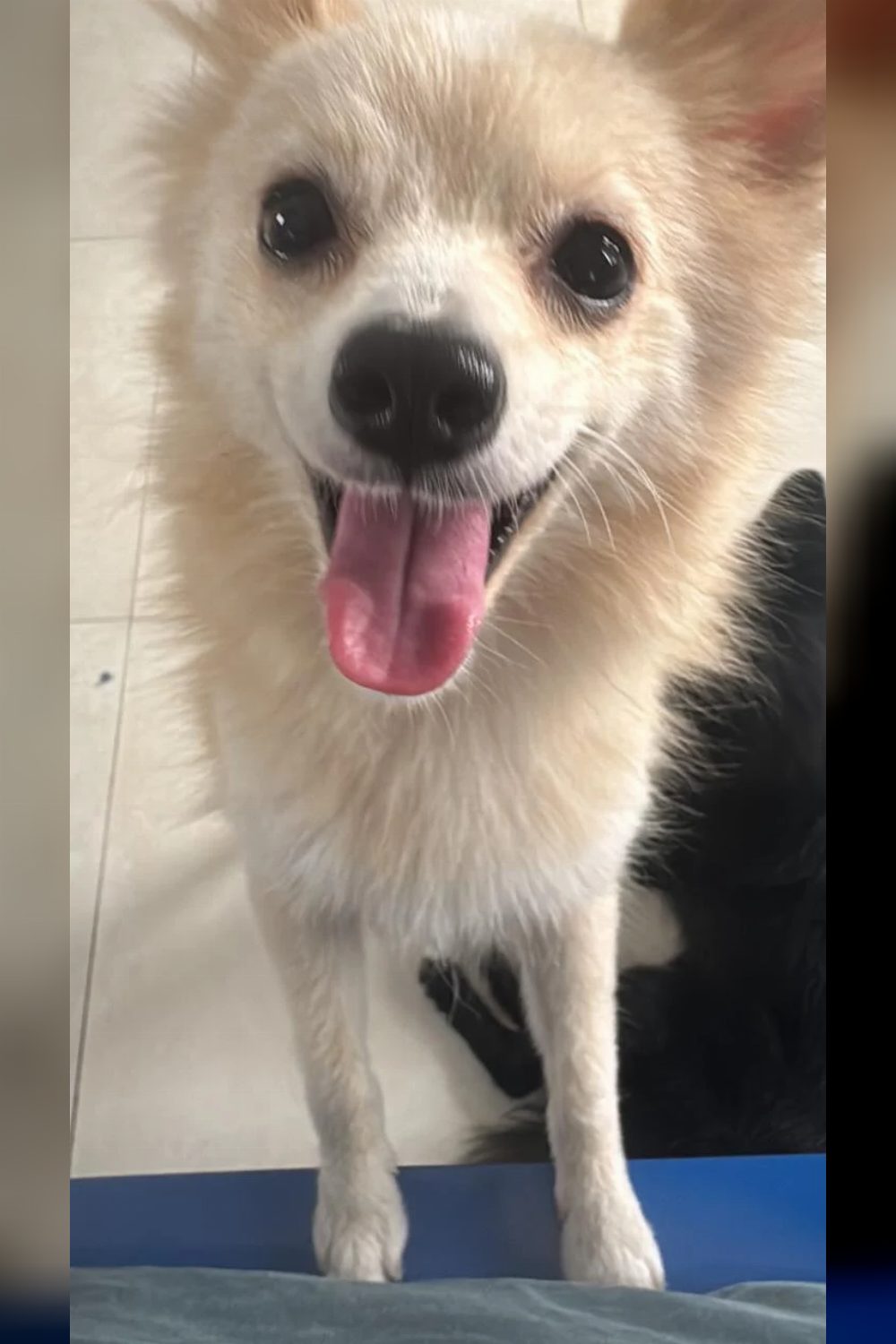 Bhubaneswar dog adoption