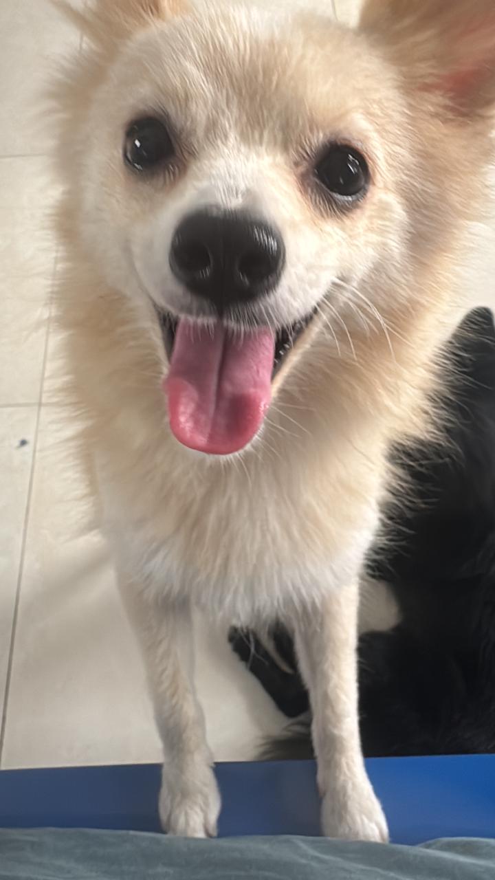 Bhubaneswar dog adoption